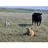 Image 11 : CK Cattle Co. (Scott & Laura Culligan) - 490# October Delivery Steer Calves - 120 Head (Eyre, SK)