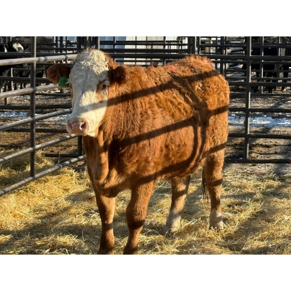 Fox Cattle Co. - 1 Bred Heifer (Pen 433B)