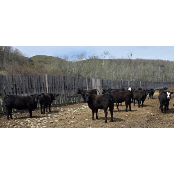 Bryan Ranch Ltd. - 750# May Delivery Heifers - 82 Head (Maple Creek, SK)
