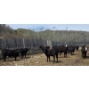 Image 1 : Bryan Ranch Ltd. - 750# May Delivery Heifers - 82 Head (Maple Creek, SK)