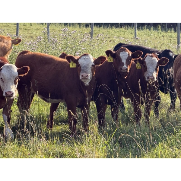 Kelly & Ron Cottrell - 625# October Delivery Heifer Calves - 75 Head (Sundre, AB)