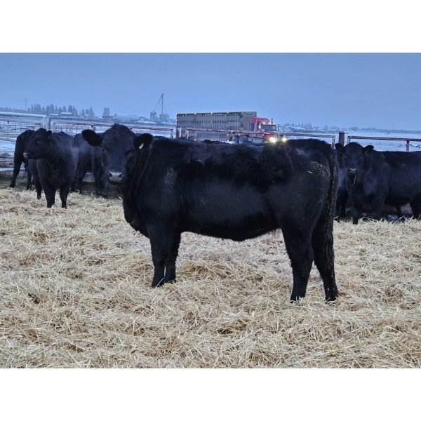 Brenda Stimson - 12 Black Heifers (Pen 534 - 536)