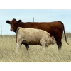 Image 5 : Jean Lamson - 575# October Delivery Heifer Calves - 100 Head (Hanna, AB)