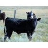 Image 4 : Stadnicki Cattle - 600# October Delivery Steer Calves - 90 Head (Jenner/Patricia, AB)
