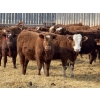 Image 5 : Jordan Livestock - 28 Red/RBF Simm-Angus Replacement Heifers (Rimbey, AB)