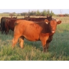 Image 6 : Tanner Grose & Robin Poole - 910# September Delivery Grass Heifers - 68 Head (Moosomin, SK)