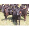 Image 10 : Blooming Enterprises Ltd. - 565# October Delivery Heifer Calves - 65 Head (Gladmar, SK)