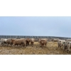 Image 4 : Cross Bar Ranch - 1050# April Delivery Steers - 54 Head (Consort, AB)