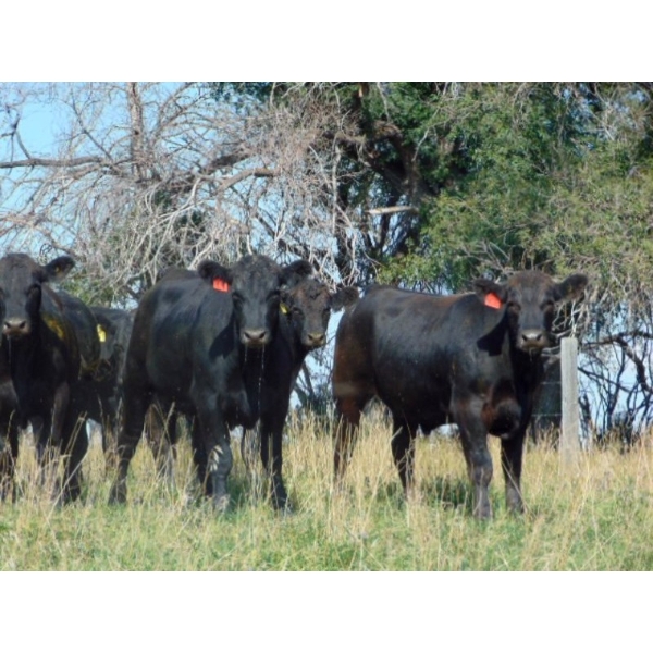 Rafter C Cattle Co. - 990# September Delivery Grass Steers - 62 Head (Lafleche, SK)