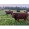 Image 2 : Bar 3 Ranches Ltd. - 1075# September Delivery Grass Steers - 50 Head (Erskine, AB)