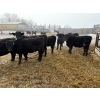 Image 4 : Ron Holmes - 677# March Delivery Heifers - 41 Head (Cochrane, AB)