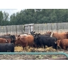 Image 3 : Gonnet Farms - 980# September Delivery Heifers - 160 Head (Onoway, AB)