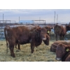 Image 7 : Count Ridge Stock Farms - 5 Red Heifers (Pen 520)