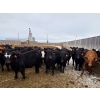 Image 6 : M.S. MacLean Livestock - 920# March Delivery Steers - 100 Head (Coaldale, AB)