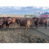 Image 5 : Cunningham Cattle Co. - 1425# July Delivery Heiferettes - 35 Head (Sundre, AB)