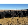 Image 9 : East Wind Farms - 950# February Delivery Steers - 75 Head (High River, AB)