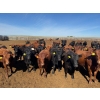 Image 2 : Kelsey Porter Inc. - 825# May Delivery Heifers - 120 Head (Medicine Hat, AB)