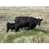 Image 16 : McLeod Cattle Co. - 580# October Delivery Steer Calves - 95 Head (Claydon, SK) VBP+