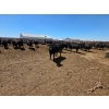 Image 7 : M.S. MacLean Livestock - 1000# May Delivery Steers - 78 Head (Coaldale, AB)