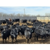 Image 8 : Shay & Sharmon Wilson - 920# March Delivery Steers - 115 Head (Bow Island, AB)