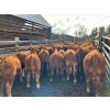 Image 5 : Bob & Donna, Nikita Leavitt - 600# October Delivery Steer Calves - 50 Head (Kamloops, BC) VBP+