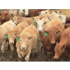 Image 2 : Todd Fraser - 1010# March/April Delivery Steers - 100 Head (Raymond, AB)