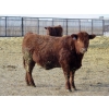 Image 6 : Resch Ranch - 980# March Delivery Steers - 126 Head (Leader, SK) VBP+