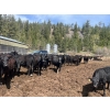 Image 3 : Moo Point Holdings - 790# Mixed Crossbreds - 80 Head (Merritt, BC)