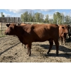 Image 6 : Garth & Theresa Kauppi - 1325# September Delivery Heiferettes - 25 Head (Eckville, AB)