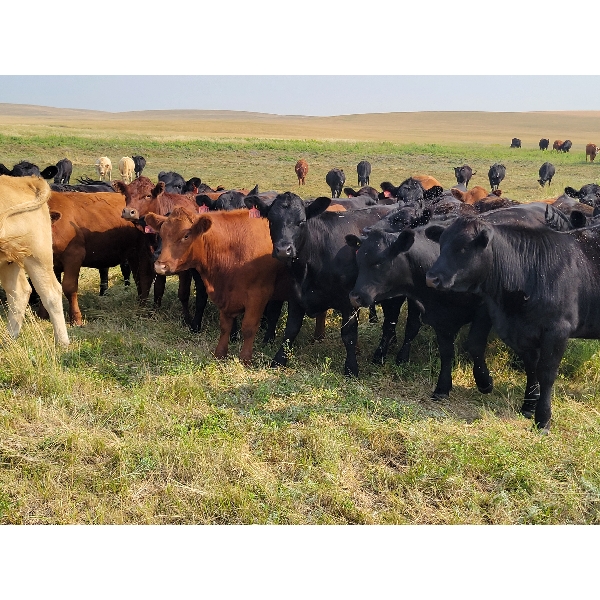 Block's Ranching Ltd. - 800# September Grass Heifers - 290 Head (Cabri, SK)