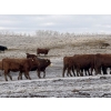 Image 4 : Fox Cattle Co. - 50 Red/RBF Simm X March Calving Bred Heifers (Foam Lake, SK)