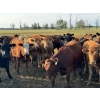 Image 3 : Shane Debock - 870# August Grass Heifers - 144 Head (Barrhead, AB)