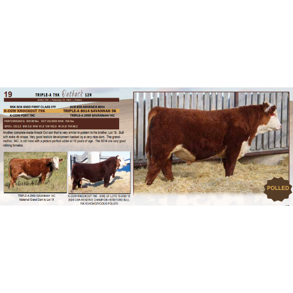 Triple-A 79K Outback 12N