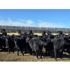 Image 12 : Downie Lake Colony - 860# March Delivery Heifers - 350 Head (Maple Creek, SK)