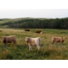 Image 3 : Indian Springs Land & Cattle - 600# October Delivery Heifer Calves - 90 Head (Hussar, AB)