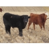Image 4 : Sybouts Lake Farms Ltd. - 550# March Delivery Steers - 80 Head (Gladmar, SK)