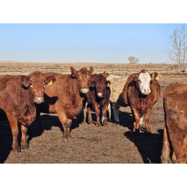 Andrew Lester - 130 Red & Tan Cows **COMPLETE DISPERSAL**