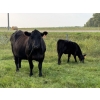 Image 9 : Malarky Farms - 35 Black/Black X Cow/Calf Pairs (Newdale, MB)
