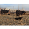 Image 4 : Jake Giesbrecht - 5 Black Heifer Pairs