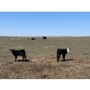 Image 6 : Birch Lake Ranch & W1 Ranching - 550# October Delivery Steer Calves - 100 Head (Medicine Hat, AB)