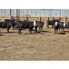 Image 4 : SVM Farms - 590# May Delivery Steers - 87 Head (Vauxhall, AB)