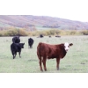 Image 2 : Cam Taylor/Trevor Campbell - 515# November Delivery Steer Calves - 170 Head (Wolseley, SK)