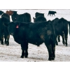 Image 7 : Sturgeon River Ranch - 800# March Delivery Steers - 200 Head (Rockyford, AB)
