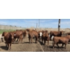 Image 3 : Ripple Rock Ranch - 710# June Delivery Heifers - 88 Head (Fincastle, AB)