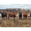 Image 3 : Chipping Hill Cattle Co. - 1075# July Delivery Steers - 224 Head (MacGregor, MB)