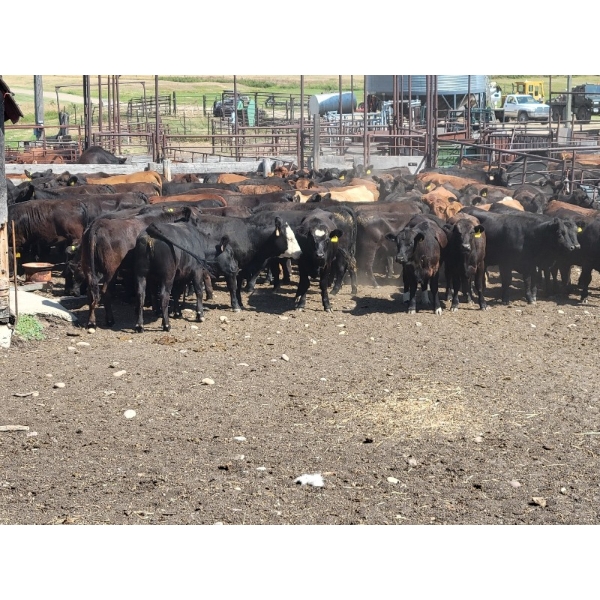 McDougald Ranch Ltd. - 820# September Grass Heifers - 75 Head (Maple Creek, SK)
