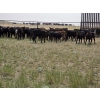 Image 4 : Rush Lake Ranch - 570# October Delivery Steer Calves - 85 Head (Vale, AB)