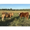 Image 6 : Jason & Jenna Packer - 830# October Delivery Steer Calves - 145 Head (Sundre, AB)