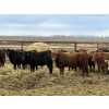Image 2 : Gary Dickson - 969# May Delivery Steers - 65 Head (Leslieville, AB)