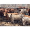 Image 4 : Lesher Lane Enterprises - 910# July Delivery Heifers - 204 Head (Lacombe, AB)
